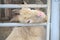 The cute pet goat is in the pen. Animals in agriculture. Portrait