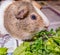 Cute pet guinea pig munching on fresh green parsely