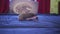 Cute pet hedgehog crawling on blue blanket in apartments