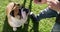 Cute pet, puppy or dog eating a treat from the owner outdoors in a park after playing on the grass. Young boy feeding