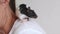 Cute pet rat is eating a piece of food sitting on woman`s shoulder.