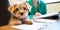 A cute pet with a vets hands and pet insurance paperwork in the foreground, concept of Animal healthcare, created with