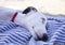 Cute pet whippet puppy resting at beach