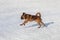 Cute petit brabancon puppy is running on a white snow in the winter park