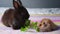 Cute pets rabbit and hamster sit on the bed and eat parsley