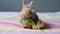 cute pets rabbit and hamster sit on the bed and eat parsley. Animal friendship concept