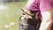Cute pets, small dog breed toy terrier walking in a bag with the owner