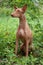 Cute pharaoh hound is sitting on a spring meadow. Hunting dog.