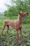 Cute pharaoh hound is standing on a green meadow. Kelb tal-Fenek or rabbit dog.