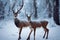 Cute photorealistic 3d render deer portrait in a frozen forest Generative AI illustration