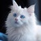 Cute picture of white cat with blue eyes and big tail, A cat as white as snow