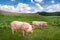 Cute pig grazing at summer meadow at mountains pasturage