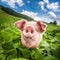 Cute pig grazing at summer meadow at mountains pasturage