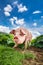 Cute pig grazing at summer meadow at mountains pasturage