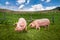 Cute pig grazing at summer meadow at mountains pasturage