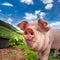 Cute pig grazing at summer meadow at mountains pasturage