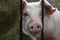 Cute pig with pink snout closeup photo. Clever and curious domestic animal. Piglet on livestock farm