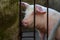 Cute pig with pink snout closeup photo. Farm animal in enclosure. Clever and friendly domestic animal