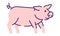 Cute pig side view flat vector illustration. Livestock farming, domestic animal husbandry design element with outline