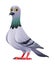 Cute pigeon bird cartoon illustration