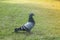 Cute pigeon on grass, cute brid