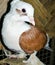 Cute pigeon sitting in the nest.