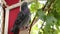 Cute pigeon stands on a wooden fence in front of the loft