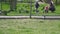 Cute pigeons and people on the batchground on a green lawn in slow motion