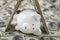 Cute Piggy Bank under shelter of cash