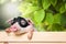 Cute piglet animal in aviator glasses hanging on a