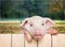 Cute piglet animal hanging on a fence