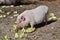 Cute piglet eating salad