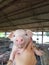 Cute piglet in farm