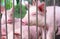 Cute piglet in farm. Sad and healthy small pig. Livestock farming. Meat industry. Animal meat market. African swine fever