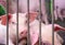 Cute piglet in farm. Sad and healthy small pig. Livestock farming. Meat industry. Animal meat market. African swine fever