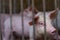 Cute piglet in farm. Sad and healthy small pig. Livestock farming. Meat industry. Animal meat market. African swine fever and