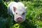 Cute piglet in green grass