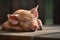 cute piglet lying on its side, with one leg bent and head resting