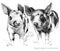 Cute piglet. Pig pencil sketch illustration