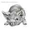 Cute piglet. Pig pencil sketch illustration