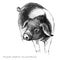 Cute piglet. Pig pencil sketch illustration