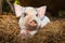 Cute piglet in the straw.