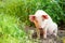 Cute piglet walking on grass in spring time. Pigs grazing at me