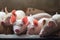 Cute Piglets in the pig farm