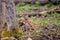 cute piglets of wild boars playing in the forest