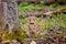 cute piglets of wild boars playing in the forest