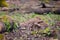 cute piglets of wild boars playing in the forest