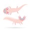 Cute pink Axolotl Cartoon character (Mexican salamander, Ambystoma mexicanum) albino aquarium animal on white background. Vector