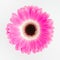 Cute pink flower on white background