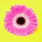 Cute pink flower on yellow background